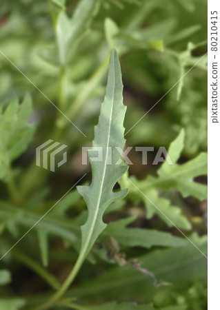 Salad rocket Salad rocket 80210415