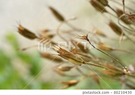 Common columbine Common columbine 80210430