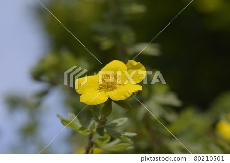 Shrubby Cinquefoil Goldteppich 80210501