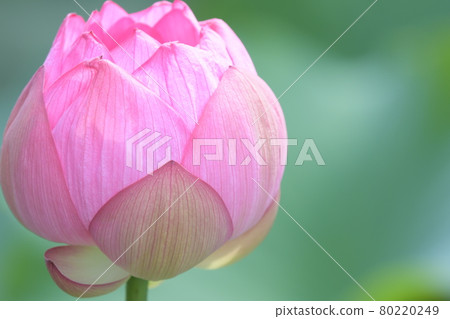 一朵小荷花 80220249