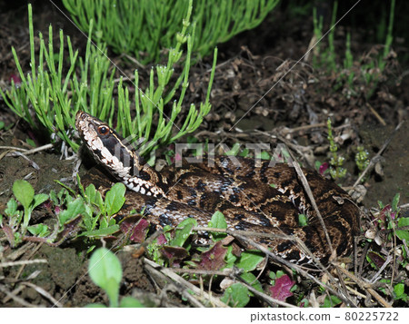 Viper Viper 80225722