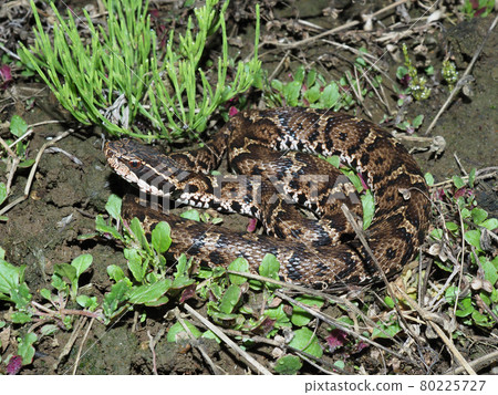 毒蛇 毒蛇 80225727