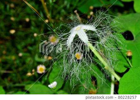Trichosanthes flower like a night race Trichosanthes flower like a night race 80228257