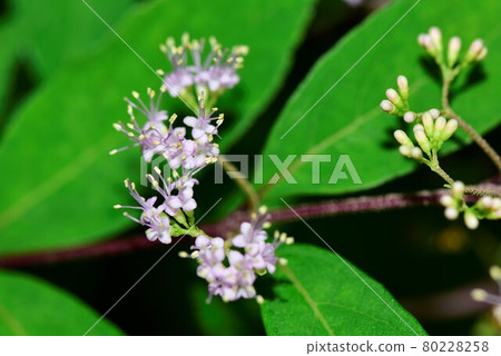 Small komurasaki flower 80228258