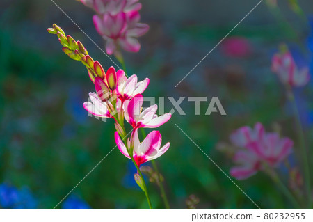 Ixia's Flower 80232955