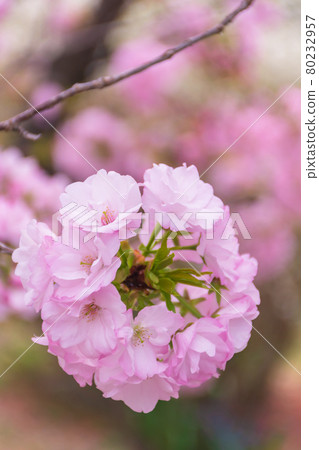 Yae no Sakura blooming in the garden Yae no Sakura blooming in the garden 80232957