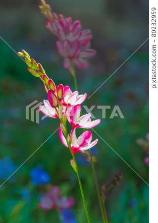 Ixia's Flower Ixia's Flower 80232959
