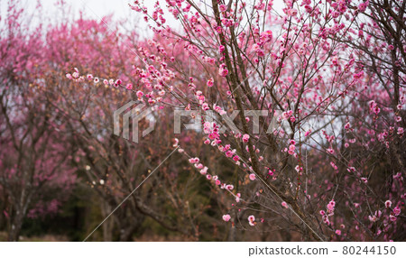 Plum tree Plum tree 80244150