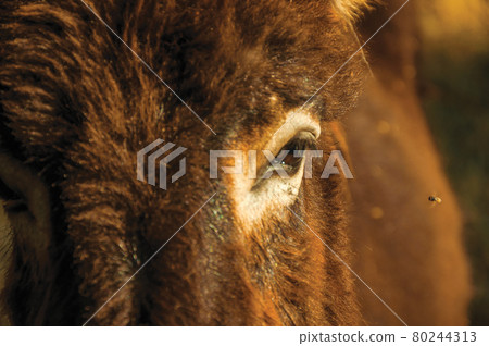 Close-up of eye of donkey and fly Close-up of eye of donkey and fly 80244313