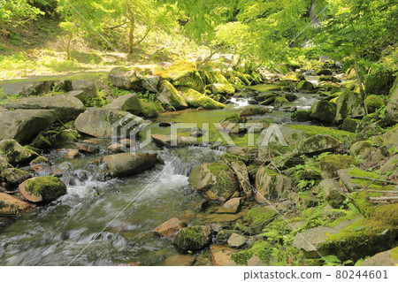 自然公園中的山間溪流 自然公園中的山間溪流 80244601