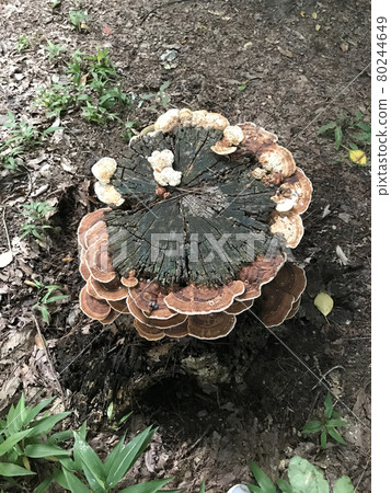 Chrysanthemum fungus Chrysanthemum fungus 80244649