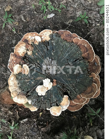 Chrysanthemum fungus Chrysanthemum fungus 80244651