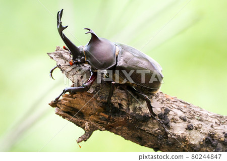 Beetle 80244847
