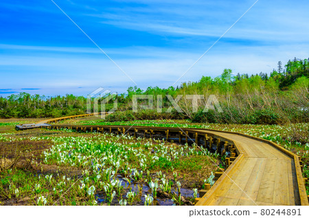 Wooden path and skunk cabbage in Tsugaike Natural Garden Wooden path and skunk cabbage in Tsugaike Natural Garden 80244891
