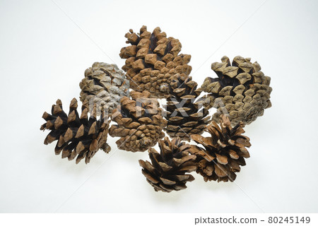 Pinecone Pinecone 80245149