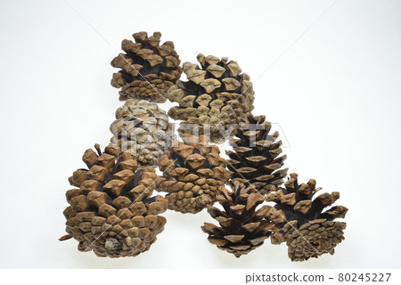 Pinecone Pinecone 80245227