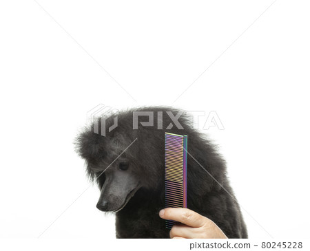 image of dog hand hairbrush white background image of dog hand hairbrush white background 80245228