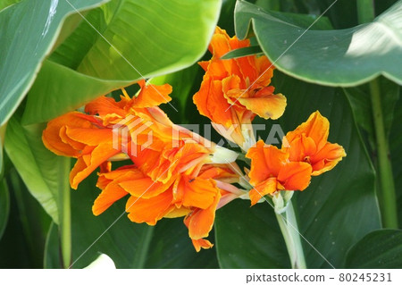 Canna flower Canna flower 80245231