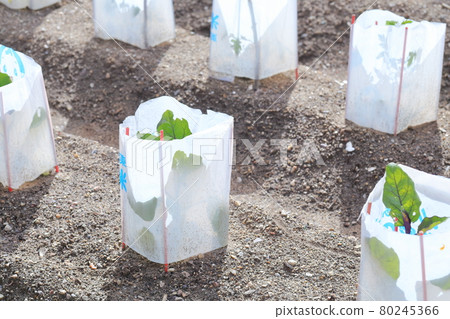 用塑料袋保護幼苗 80245366