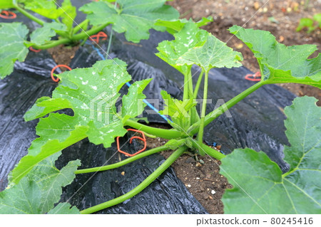 西葫蘆在田裡生長 西葫蘆在田裡生長 80245416