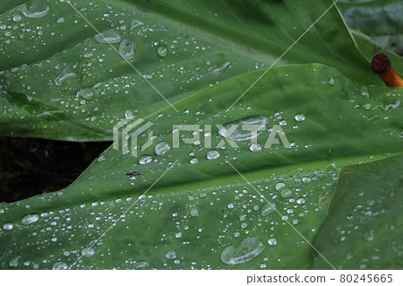 Nature / plants / leaves and water droplets 80245665