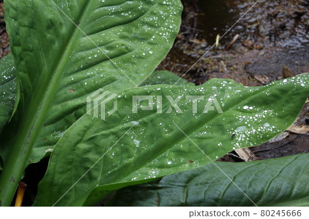 自然/植物/樹葉和水滴 自然/植物/樹葉和水滴 80245666