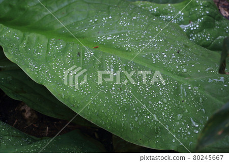 自然/植物/樹葉和水滴 自然/植物/樹葉和水滴 80245667