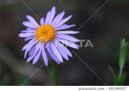 Weak violet aster flower Weak violet aster flower 80246007