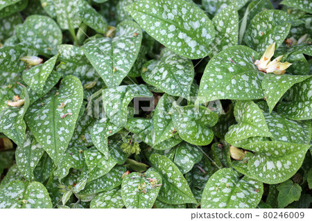 Spotted lungwort leaves in close up Spotted lungwort leaves in close up 80246009