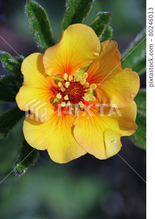 Orange cinquefoil flower close up 80246013