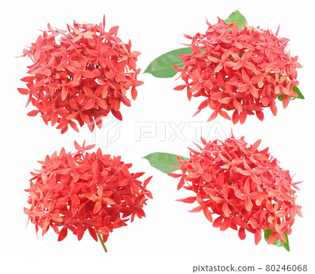 Ixora flower isolated on white background 80246068