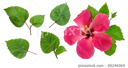 Hibiscus flower isolated on white background 80246069
