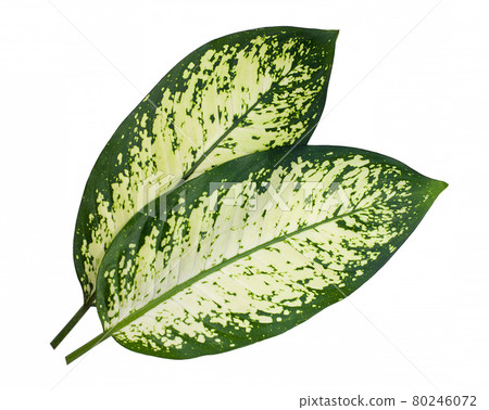 Dieffenbachia leaf (dumb cane) isolated on white background 80246072