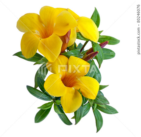 Allamanda flower isolated on white background Allamanda flower isolated on white background 80246076