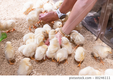 A group of chicks 80246111