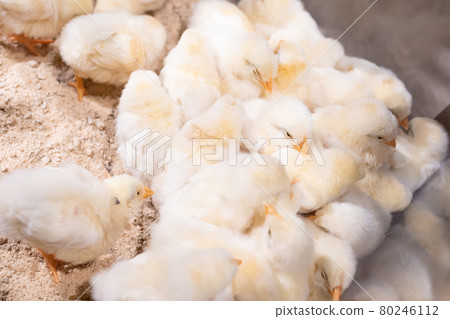 A group of chicks 80246112