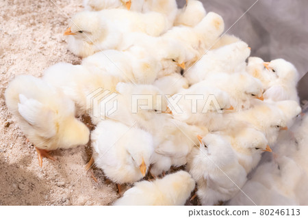 A group of chicks 80246113