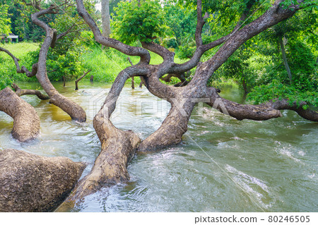 Samanea saman tree in river stream at autumn forest Samanea saman tree in river stream at autumn forest 80246505