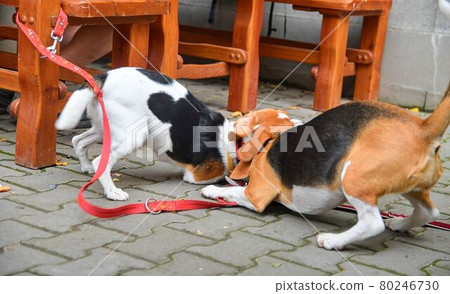 A couple of beagle dogs playing in the yard 80246730