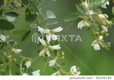 白萩花 白萩花 80246788