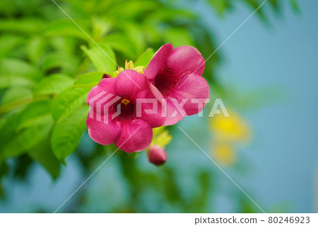 Allamanda blanchetii , Purple Allamanda. Blooming in the garden. Allamanda blanchetii , Purple Allamanda. Blooming in the garden. 80246923