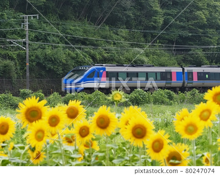 Super Hakuto running in the summer countryside Super Hakuto running in the summer countryside 80247074