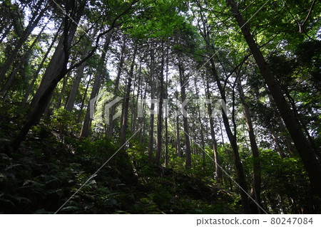 Crown forest in early summer 80247084