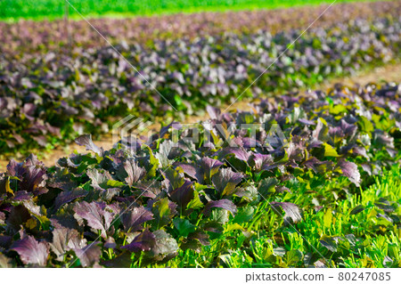 Rows of harvest of mustard on the field Rows of harvest of mustard on the field 80247085