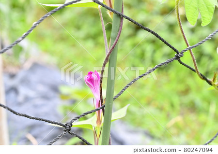 Purple morning glory bud Purple morning glory bud 80247094