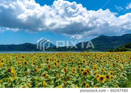 Sunflowers and Kaimondake volcano on Lake Ikeda 80247480