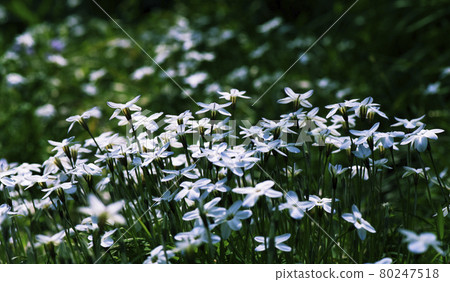 Flowers in a Hananilla community that is backlit in the spring morning 2 80247518