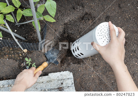 Person installing worm tower into soil in garden for organic composing Person installing worm tower into soil in garden for organic composing 80247823