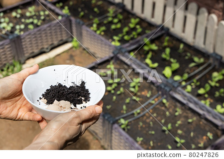 Hand holding crushed egg shell and spent coffee grounds in bowl. Natural organic fertilizers for gardening rich in nitrogen, calcium and potassium 80247826