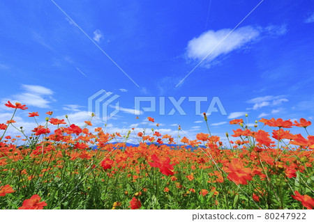 Fujiwara Palace Ruins: Kibana Cosmos in full bloom Fujiwara Palace Ruins: Kibana Cosmos in full bloom 80247922